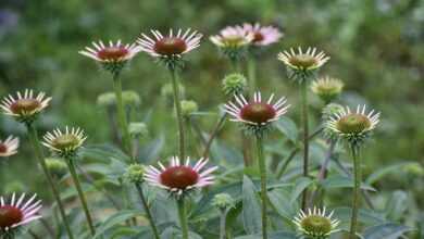 echinacea, purple, flowers, flower background, young, bush, herbs, flower wallpaper, health, immunity, bloom, beautiful flowers, pink, nature