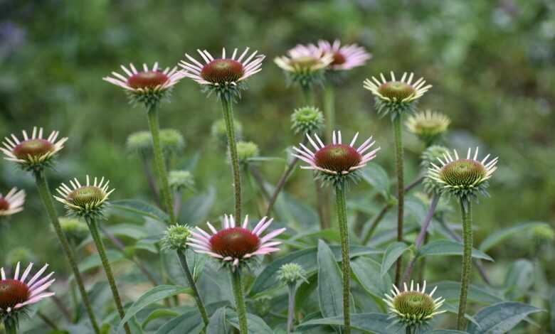 echinacea, purple, flowers, flower background, young, bush, herbs, flower wallpaper, health, immunity, bloom, beautiful flowers, pink, nature