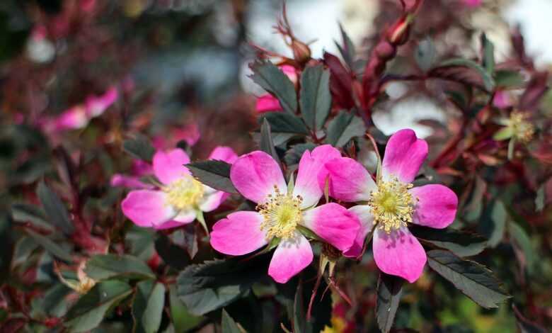 flowers, leaves, bush