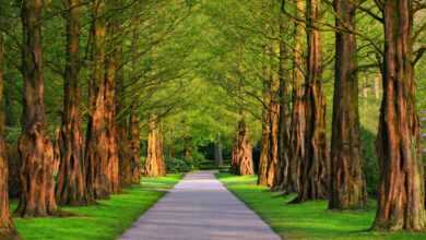 pathway, park, trees