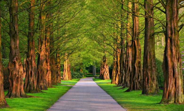 pathway, park, trees