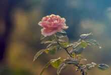 rose, rose flower, rose in garden, garden, white rose, nature, kinds of rose, beautiful rose, nice rose, special rose