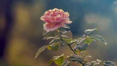 rose, rose flower, rose in garden, garden, white rose, nature, kinds of rose, beautiful rose, nice rose, special rose