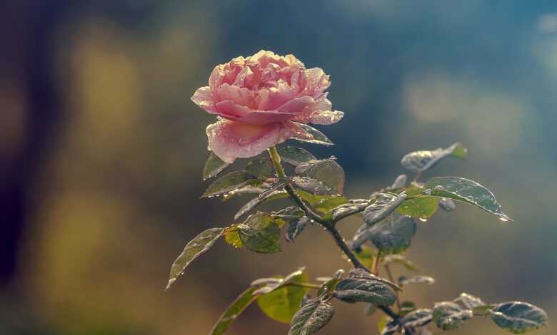 rose, rose flower, rose in garden, garden, white rose, nature, kinds of rose, beautiful rose, nice rose, special rose