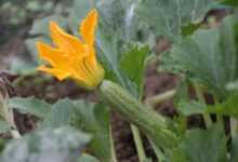 zucchini, flower zucchini, vegetable, vegetables, harvest, vegetable garden, zucchini, zucchini, zucchini, zucchini, zucchini
