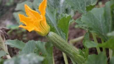 zucchini, flower zucchini, vegetable, vegetables, harvest, vegetable garden, zucchini, zucchini, zucchini, zucchini, zucchini