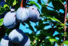 plums, fruits, food, fresh, healthy, ripe, organic, sweet, produce, harvest, plum tree, vitamins, fruit tree, branch, leaves, nature, stone fruit