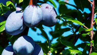 plums, fruits, food, fresh, healthy, ripe, organic, sweet, produce, harvest, plum tree, vitamins, fruit tree, branch, leaves, nature, stone fruit