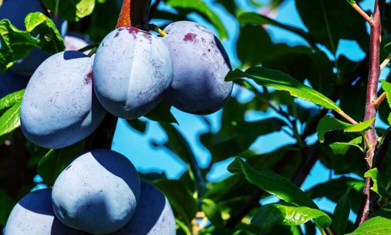 plums, fruits, food, fresh, healthy, ripe, organic, sweet, produce, harvest, plum tree, vitamins, fruit tree, branch, leaves, nature, stone fruit