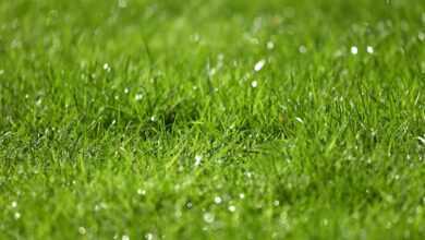 grass, rain drops, droplets