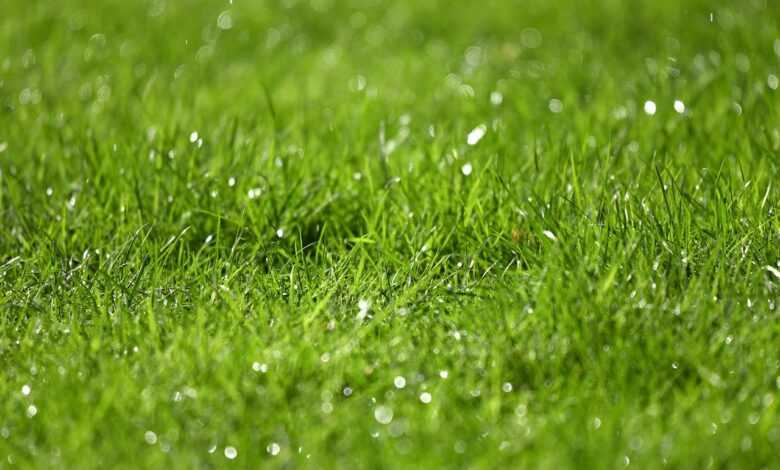 grass, rain drops, droplets, nature, water drops, moisture, lawn, garden, beads of water, green water, green rain, rain drops, rain drops, rain drops, moisture, moisture, moisture, moisture, moisture, lawn, green rain