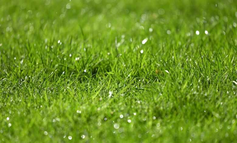 grass, rain drops, nature