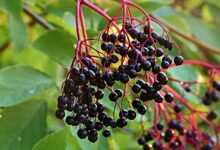 elder, sambucus, tire, healthy, raw, food, berry, vegetarian, elderberries, elderberry shrub, panicle, ingredient, elderberries, elderberries, elderberries, elderberries, elderberries