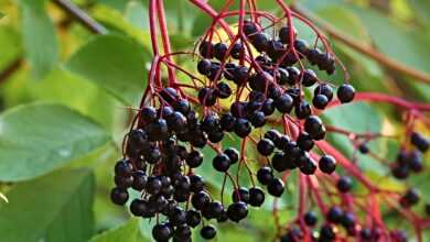 elder, sambucus, tire, healthy, raw, food, berry, vegetarian, elderberries, elderberry shrub, panicle, ingredient, elderberries, elderberries, elderberries, elderberries, elderberries