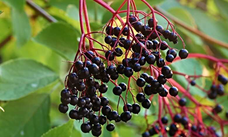 elder, sambucus, tire, healthy, raw, food, berry, vegetarian, elderberries, elderberry shrub, panicle, ingredient, elderberries, elderberries, elderberries, elderberries, elderberries