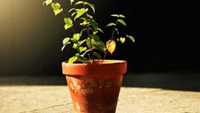 flower pot, plant, ceramic