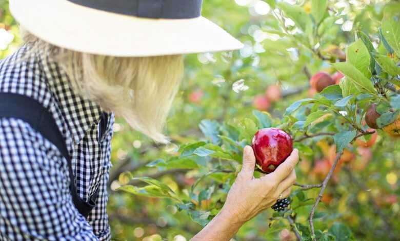 picking apple, apple picking, woman