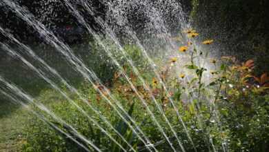 garden, irrigation, nature, water, sprinkler, waterdrop, artificially, splash