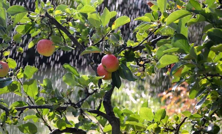 apple tree, apples, irrigation background