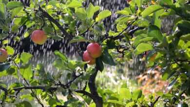 apple tree, apples, irrigation background