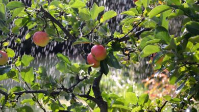 apple tree, apples, irrigation background, irrigation, irrigation, irrigation, irrigation, irrigation, irrigation