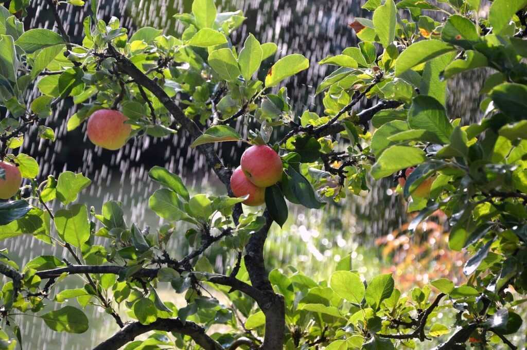 apple tree, apples, irrigation background, irrigation, irrigation, irrigation, irrigation, irrigation, irrigation