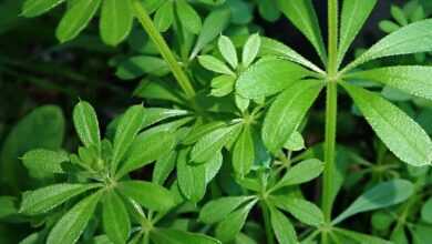 weed, sticky weed, garden, pest, nature, sticky weed, sticky weed, sticky weed, sticky weed, sticky weed