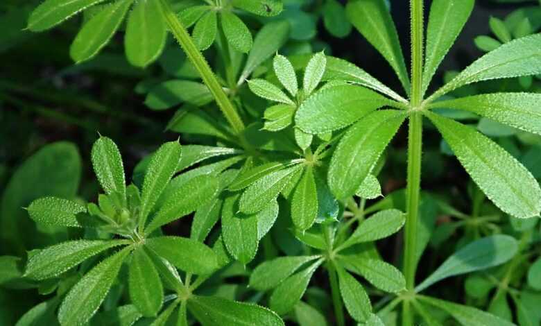 weed, sticky weed, garden, pest, nature, sticky weed, sticky weed, sticky weed, sticky weed, sticky weed
