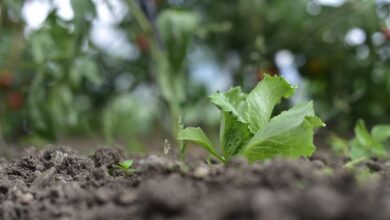 iceberg lettuce, organic, vegetables, vegetarianism, iceberg lettuce, iceberg lettuce, iceberg lettuce, iceberg lettuce, iceberg lettuce
