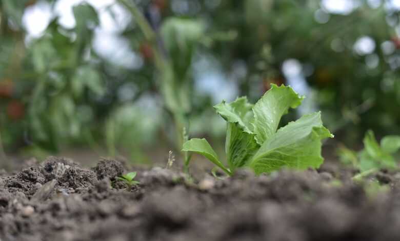iceberg lettuce, organic, vegetables, vegetarianism, iceberg lettuce, iceberg lettuce, iceberg lettuce, iceberg lettuce, iceberg lettuce