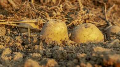 potatoes, agriculture, crop