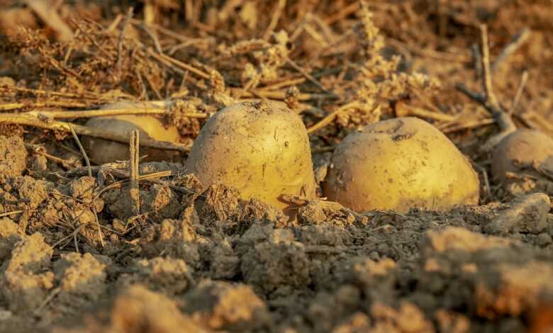 potatoes, agriculture, crop