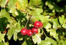 hawthorn, hawthorn fruit, red fruit, red, berries, big, leaves, aesthetic, tree, nature, summer, hawthorn, hawthorn, hawthorn, hawthorn, hawthorn
