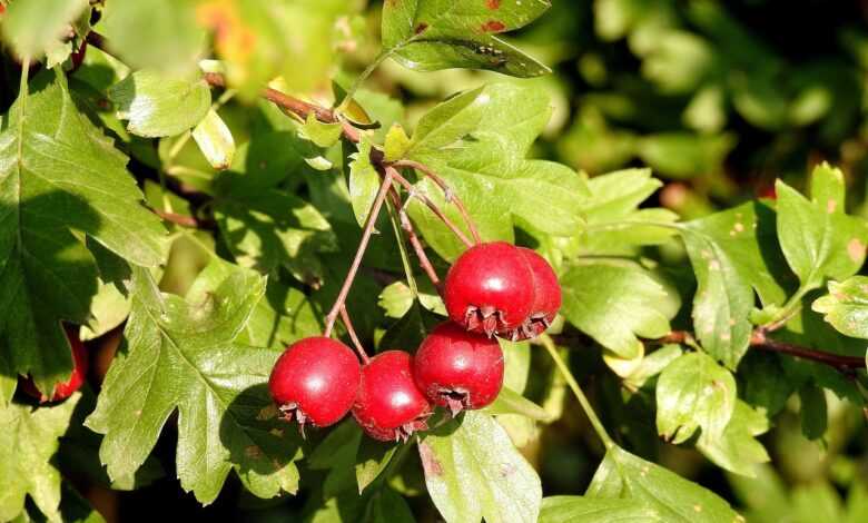hawthorn, hawthorn fruit, red fruit, red, berries, big, leaves, aesthetic, tree, nature, summer, hawthorn, hawthorn, hawthorn, hawthorn, hawthorn