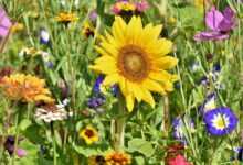 sunflower, flower wallpaper, flowers, flower bed, flower meadow, petals, bloom, bright, wild flowers, flower background, wildflowers, garden flowers, colorful, plant, meadow, nature, beautiful flowers, flora, garden