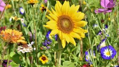 sunflower, flower wallpaper, flowers, flower bed, flower meadow, petals, bloom, bright, wild flowers, flower background, wildflowers, garden flowers, colorful, plant, meadow, nature, beautiful flowers, flora, garden