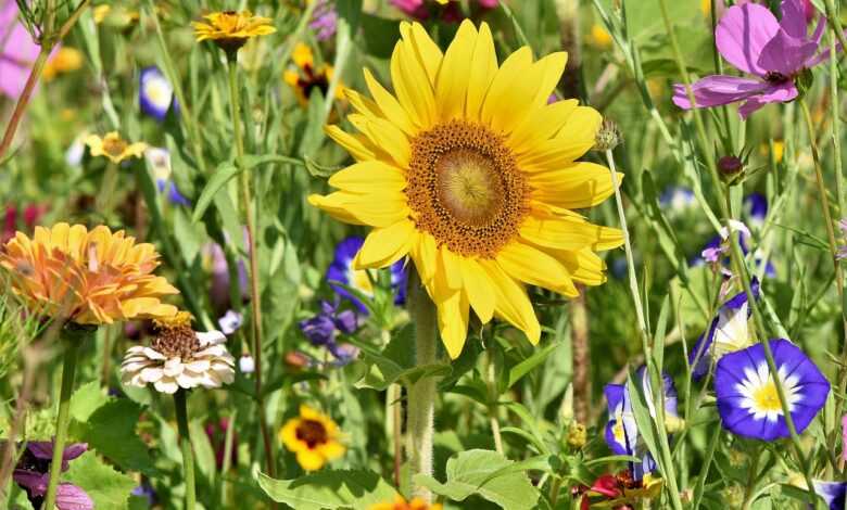 sunflower, flowers, flower bed, flower meadow, petals, bloom, bright, wild flowers, wildflowers, flower wallpaper, garden flowers, colorful, plant, meadow, beautiful flowers, nature, flower background, flora, garden