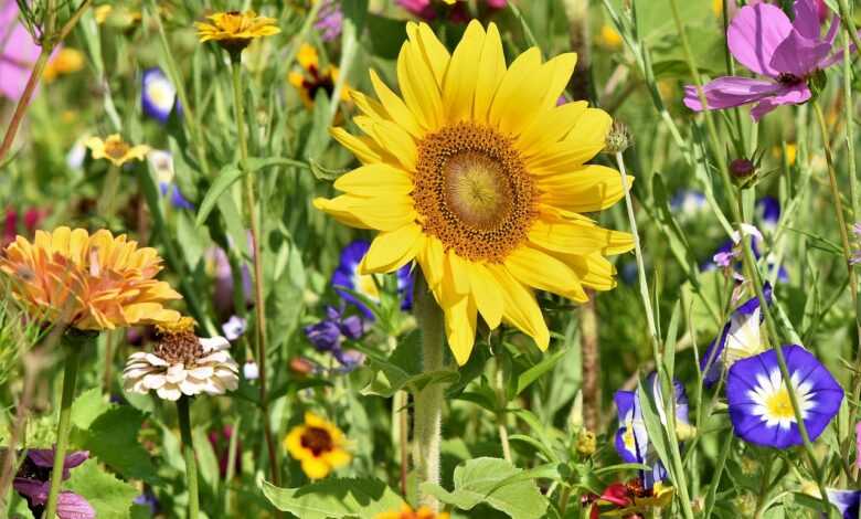 sunflower, flowers, flower bed, beautiful flowers, flower meadow, petals, bloom, bright, wild flowers, wildflowers, garden flowers, colorful, plant, meadow, flower background, nature, flora, garden, sunflower, sunflower, sunflower, sunflower, sunflower, wild flowers, wild flowers, flower wallpaper, wild flowers, wild flowers, wildflowers, wildflowers