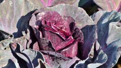 red cabbage, cabbage, vegetables