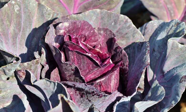 red cabbage, cabbage, vegetables