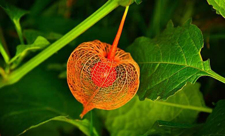 bladder cherry, groundcherry, winter cherry