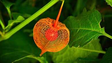 bladder cherry, groundcherry, winter cherry