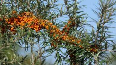 sea buckthorn, berry, fruit