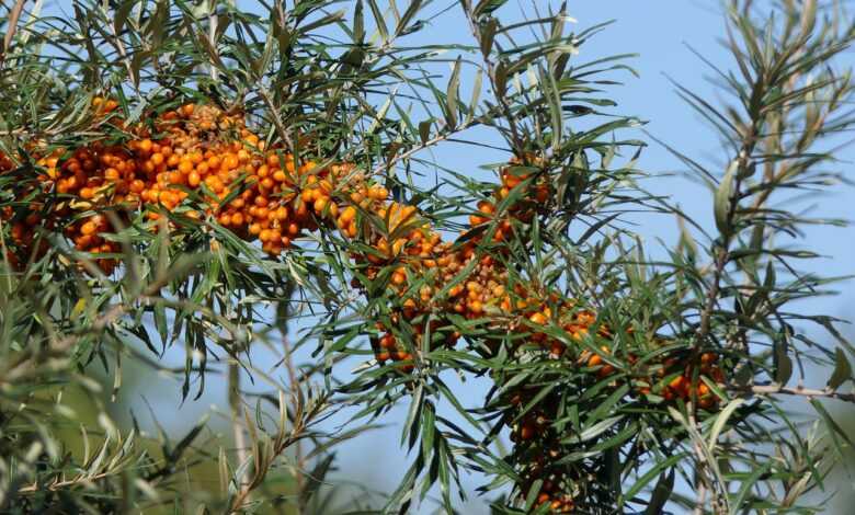 sea buckthorn, berry, fruit