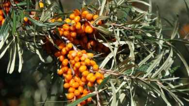 sea buckthorn, berry, fruit