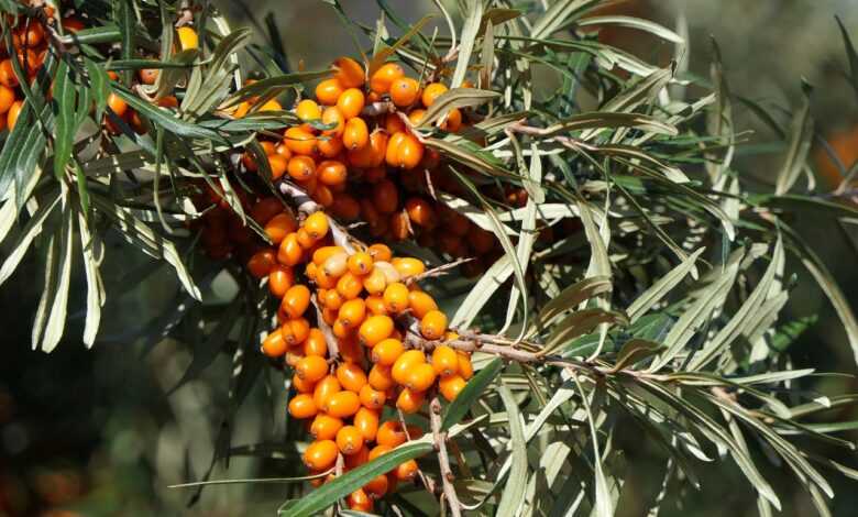 sea buckthorn, berry, fruit