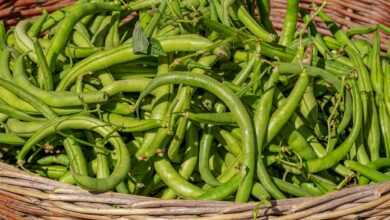 bush beans, vegetable, harvest