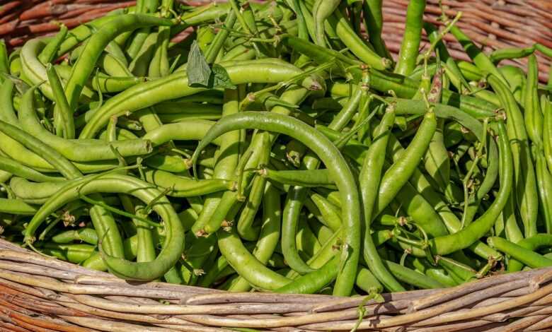 bush beans, vegetable, harvest