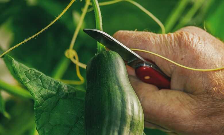 cucumber, harvest, food