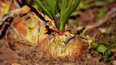 onion, root vegetable, growth